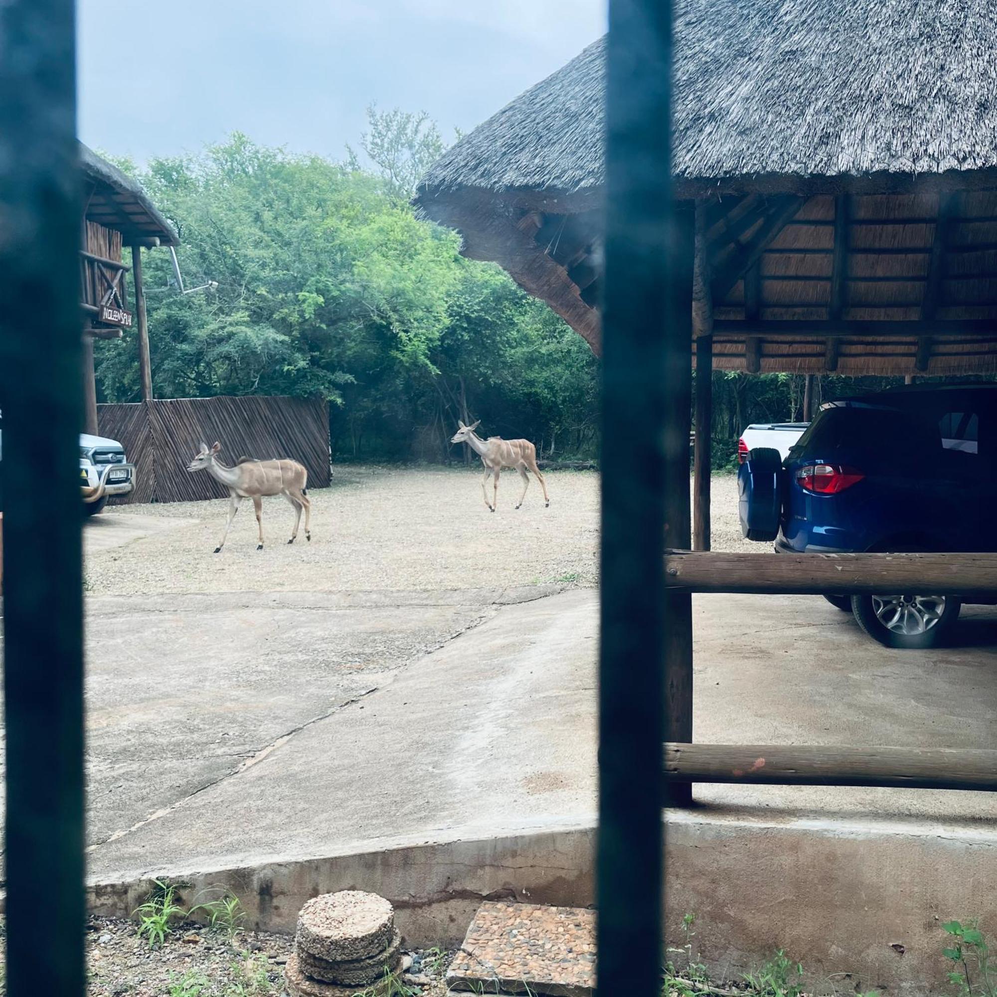 John And Noleen's Place * Marloth Park